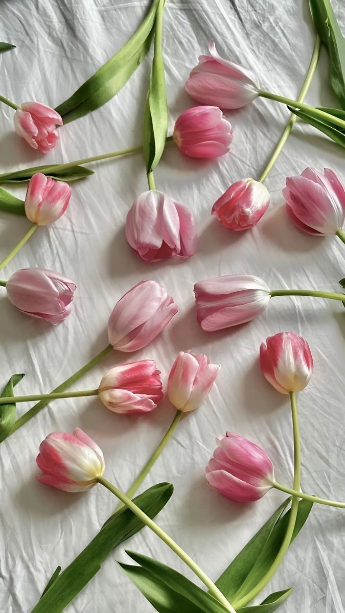 Hình nền hoa tulip chill chất lượng