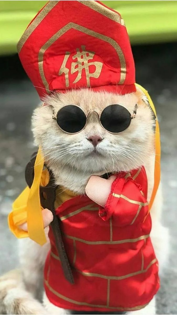 Ảnh mèo không làm gì cũng đẹp là sao